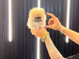 Pomerri̇an Boo Sevi̇mli̇ Yavrular