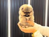 POMERRİAN BOO SEVİMLİ YAVRULAR
