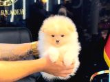 POMERRİAN BOO SEVİMLİ YAVRULAR