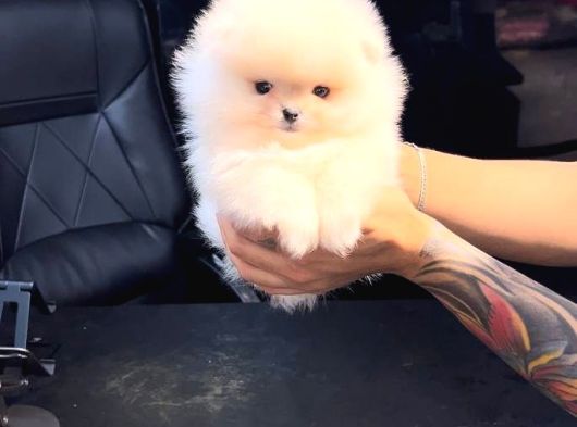 Pomerri̇an Boo Sevi̇mli̇ Yavrular görsel
