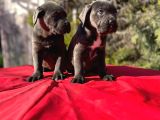 Dev Cane Corso Yavrularımız