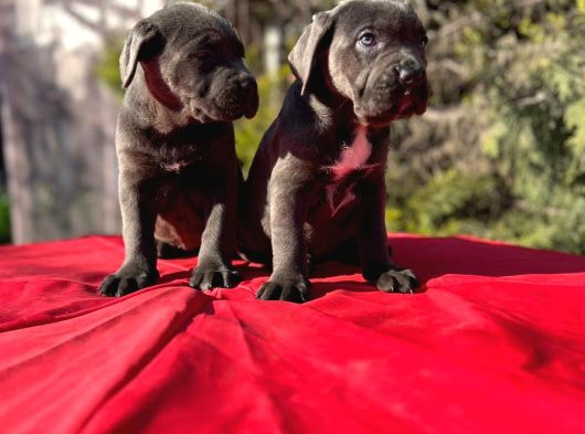 Dev Cane Corso Yavrularımız görsel