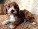 Kahve Tonlu Malti̇poo Ci̇nsi̇ Yavrular