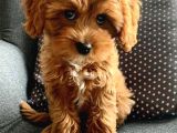 Kahve Tonlu Malti̇poo Ci̇nsi̇ Yavrular