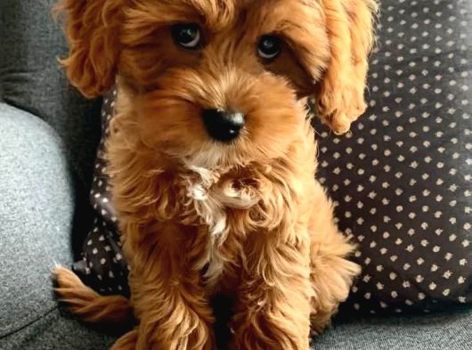Kahve Tonlu Malti̇poo Ci̇nsi̇ Yavrular görsel