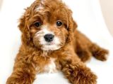 KAHVE TONLU MALTİPOO CİNSİ YAVRULAR