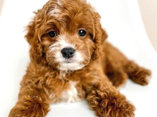 Kahve Tonlu Malti̇poo Ci̇nsi̇ Yavrular