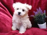 Kar Beyaz Maltese Terri̇er Ci̇nsleri̇