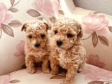 KAHVE TONLU MALTİPOO CİNSİ YAVRULAR