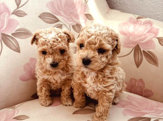 Kahve Tonlu Malti̇poo Ci̇nsi̇ Yavrular