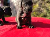 Dev Cane Corso Yavrularımız