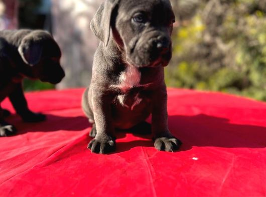 Dev Cane Corso Yavrularımız görsel