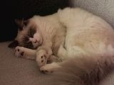 Chocolate Bi-Colour Lilac Carrier Ragdoll Kızımız İçin Eşl