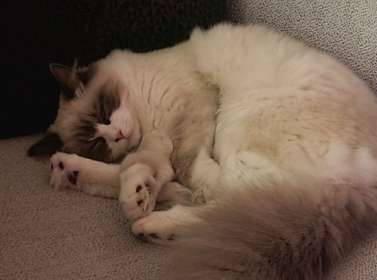 Chocolate Bi-Colour Lilac Carrier Ragdoll Kızımız İçin Eşl görsel