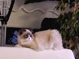 Chocolate Bi-colour Lilac Carrier Ragdoll Kızımız İçin Eşl