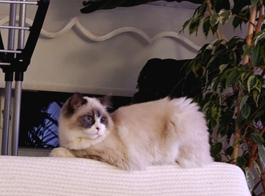 Chocolate Bi-Colour Lilac Carrier Ragdoll Kızımız İçin Eşl