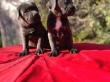 Dev cane corso yavrularımız