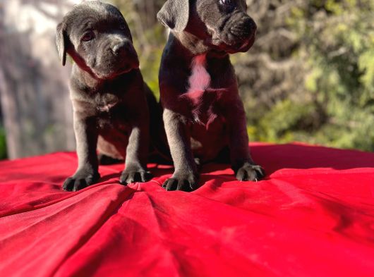 Dev Cane Corso Yavrularımız