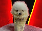 Yüksek Kali̇teli̇ Pomerani̇an Boo Yavrulari