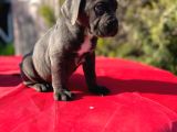Dev Cane Corso Yavrularımız