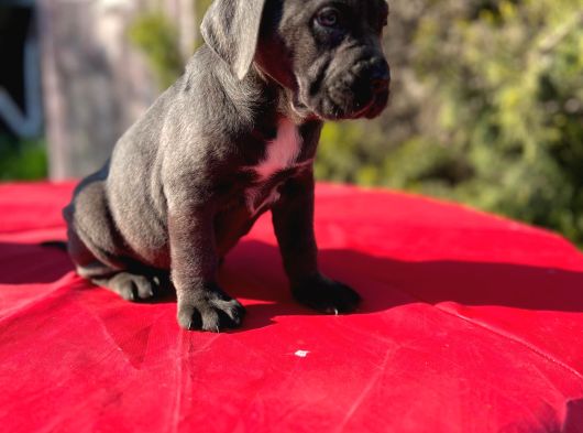 Dev Cane Corso Yavrularımız görsel