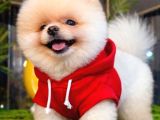Pomeranian Boo Ayı Yavrusu