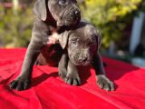 Dev Cane Corso Yavrularımız