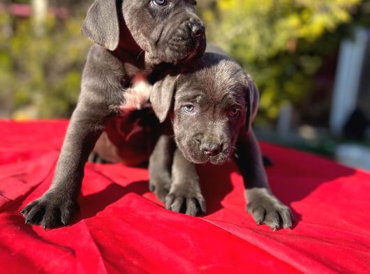 Dev Cane Corso Yavrularımız görsel