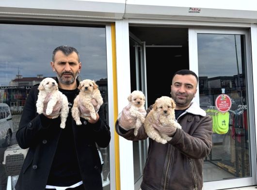 Maltese Terri̇er Yavrularimizi Mağazamizda Canli Görün Ankara görsel