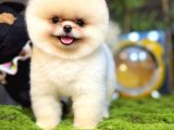 Pomeranian Boo Ayı Yavrusu