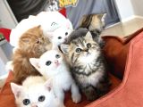 Kedi̇ci̇den Renk Renk British Shorthair Yavrulari Ankara