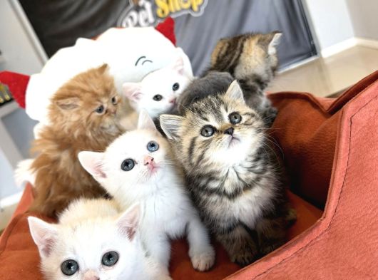Kedi̇ci̇den Renk Renk British Shorthair Yavrulari Ankara görsel