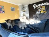 Kedi̇ci̇den Renk Renk British Shorthair Yavrulari Ankara