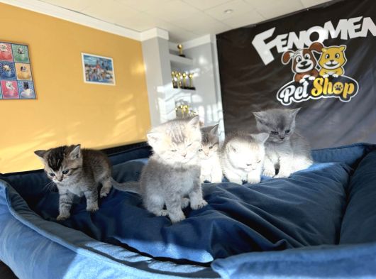Kedi̇ci̇den Renk Renk British Shorthair Yavrulari Ankara görsel