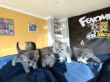 Kedi̇ci̇den Renk Renk British Shorthair Yavrulari Ankara