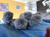 Top Kafa Scottish Fold Yavrular Ankara Mağazamizda Canli Gör