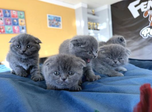 Top Kafa Scottish Fold Yavrular Ankara Mağazamizda Canli Gör görsel
