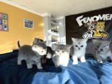 Kedi̇ci̇den Renk Renk British Shorthair Yavrulari Ankara
