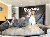 Top Kafa Scottish Fold Yavrular Ankara Mağazamizda Canli Gör
