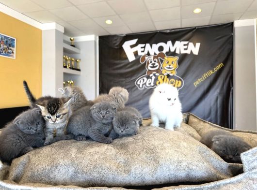Top Kafa Scottish Fold Yavrular Ankara Mağazamizda Canli Gör görsel