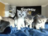 Kedi̇ci̇den Renk Renk British Shorthair Yavrulari Ankara