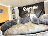 Top Kafa Scottish Fold Yavrular Ankara Mağazamizda Canli Gör