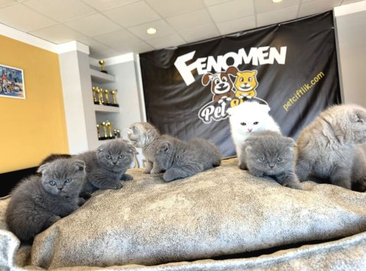 Top Kafa Scottish Fold Yavrular Ankara Mağazamizda Canli Gör görsel