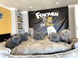Kedi̇ci̇den Renk Renk British Shorthair Yavrulari Ankara
