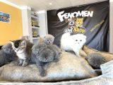 Top Kafa Scottish Fold Yavrular Ankara Mağazamizda Canli Gör