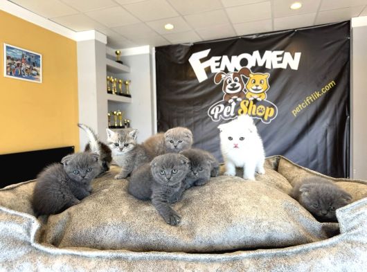 Top Kafa Scottish Fold Yavrular Ankara Mağazamizda Canli Gör