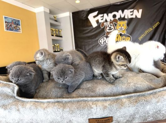 Top Kafa Scottish Fold Yavrular Ankara Mağazamizda Canli Gör görsel