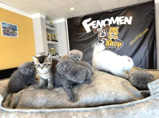 Top Kafa Scottish Fold Yavrular Ankara Mağazamizda Canli Gör görsel