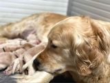 Babyface Küt Burun Safkan Golden Retriever Yavruları