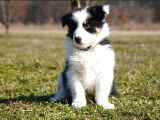 Border Collie Mükemmel Yavrularımız